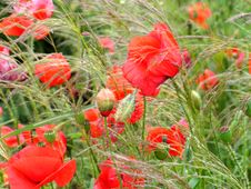 Poppies Royalty Free Stock Images Poppies Royalty Free Stock Images