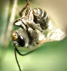 Dead Bee Stock Photography