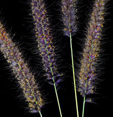 Purple Fountain Grass Royalty Free Stock Photos