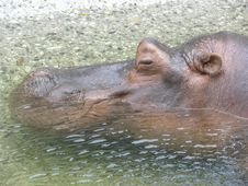 Hippo Smiling Royalty Free Stock Images