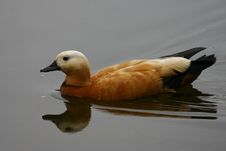 Duck Royalty Free Stock Images