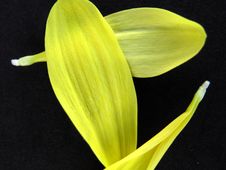 Yellow Wild Flower Petals 02 Royalty Free Stock Images Yellow Wild Flower Petals 02 Royalty Free Stock Images