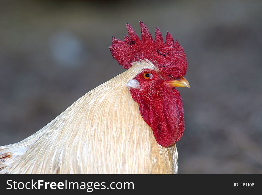 A closeup of a chicken's head. A closeup of a chicken's head.