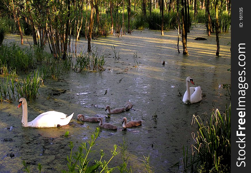 a swan family on Lake Glebokie in Szczecin. a swan family on Lake Glebokie in Szczecin.
