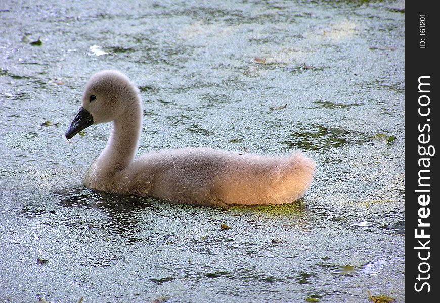 Swan Chick