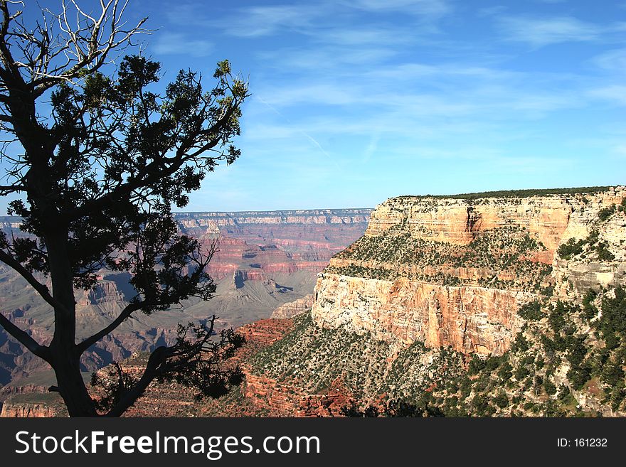 Tree overlooking Grand Canyon with jet tracks in sky. Shot with Canon 20D. Tree overlooking Grand Canyon with jet tracks in sky. Shot with Canon 20D.