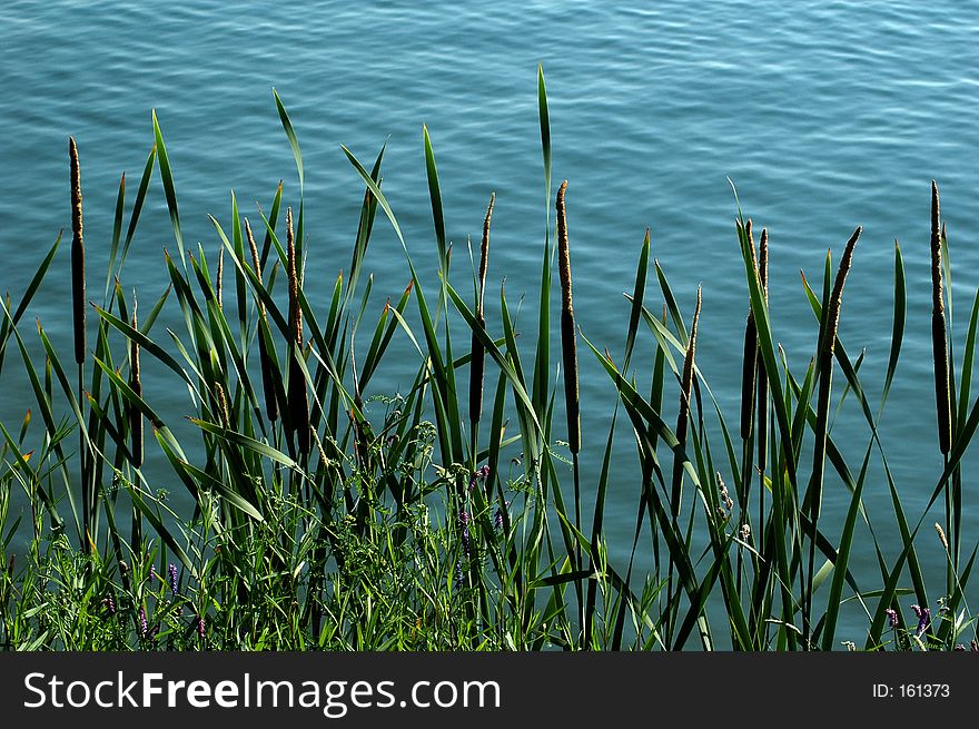 Reed lake bank. Reed lake bank