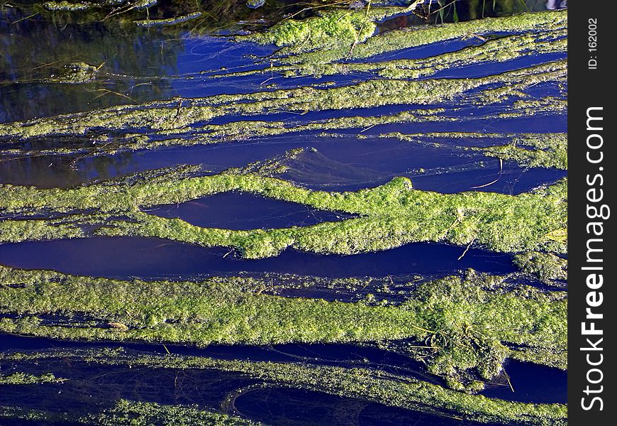 River covered with duckweed. River covered with duckweed