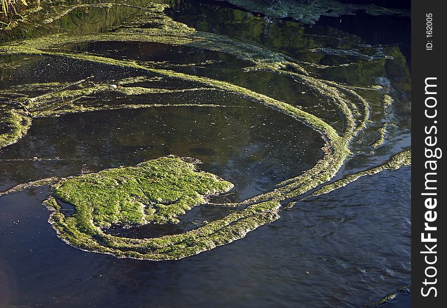 River Covered With Duckweed