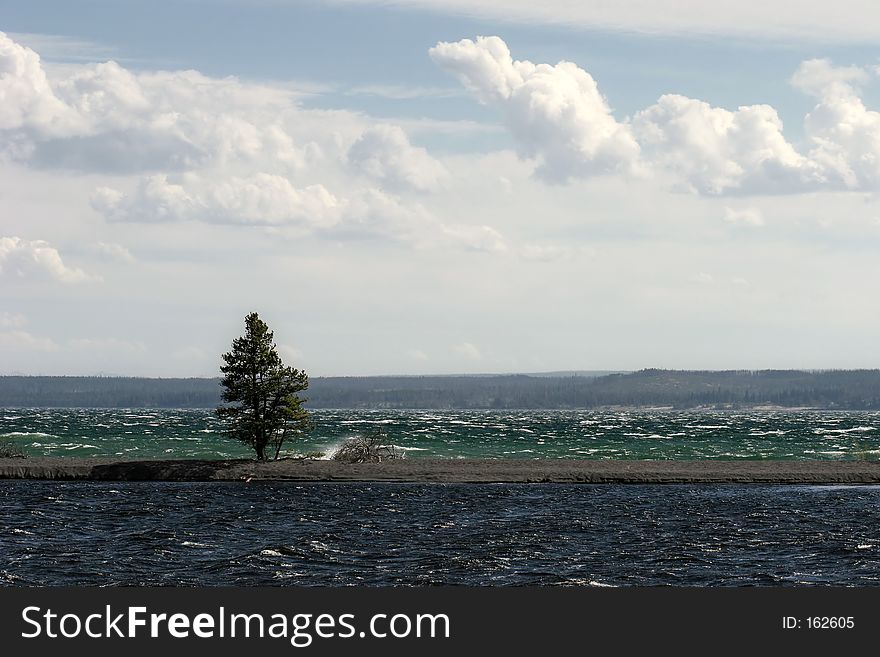 Lonesome tree stands proud on a narrow stretch of land between the waters. yellowstone park, wyoming