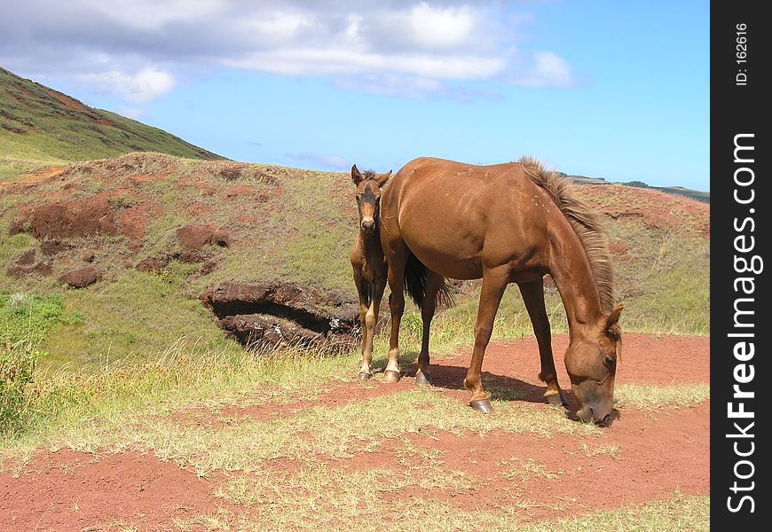 Puna Pau - the only place on Easter Island the locals took the red stone for moais topknots. Puna Pau - the only place on Easter Island the locals took the red stone for moais topknots.