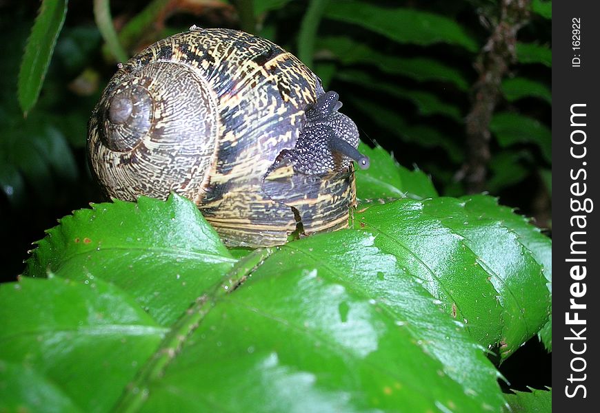 Snail on leaf