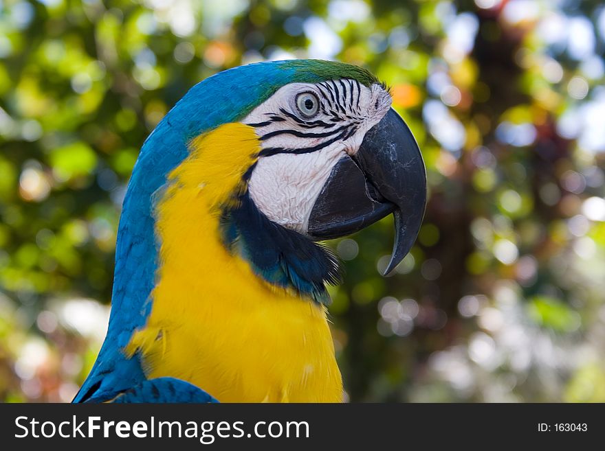 Parrot looking sideways