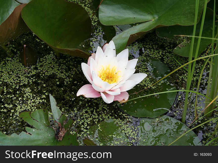 Water-lily in nature pond. Taken after a fresh springrain.