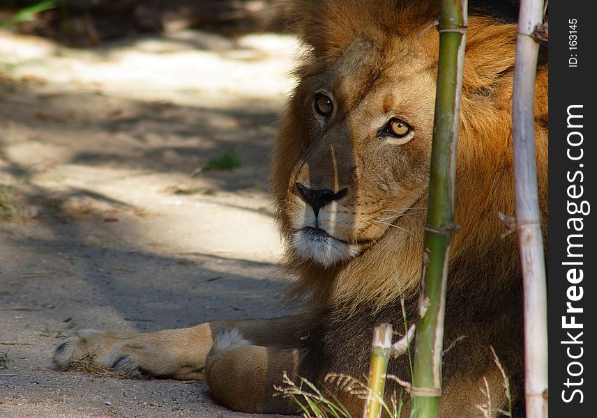 Large male lion resting