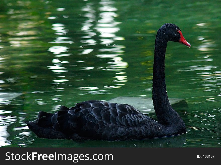 Black Swan in the pond