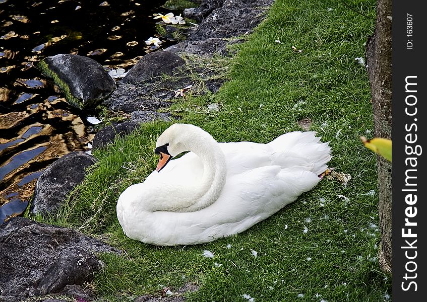 White Swan ont the lake bank, picture made at Kuaui resert