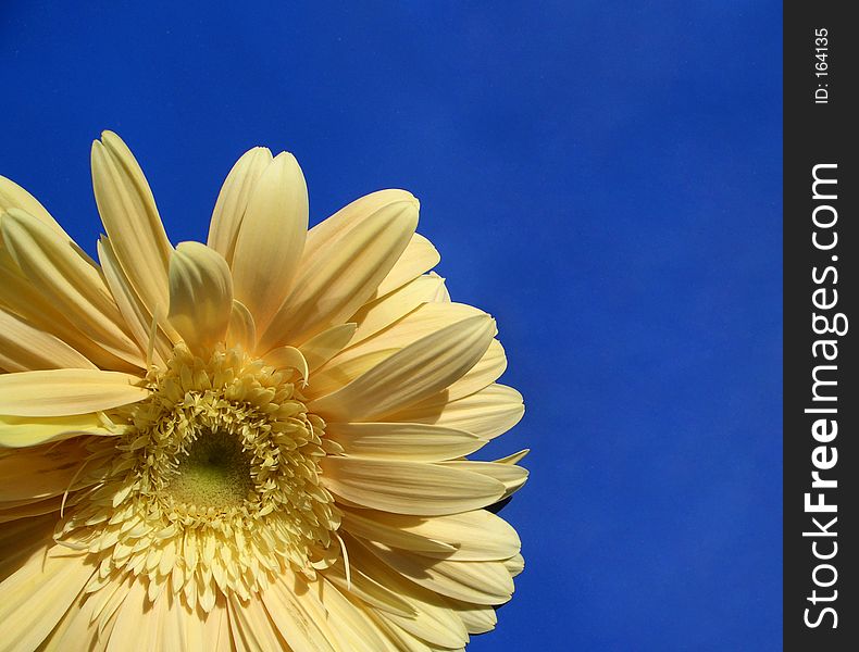 Here is a yellow flower on blue background. Is a sun-flower. Here is a yellow flower on blue background. Is a sun-flower.