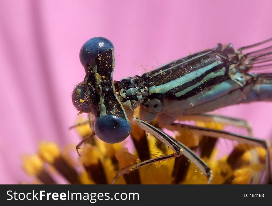 Here is a dragon fly on a flower. Here is a dragon fly on a flower.