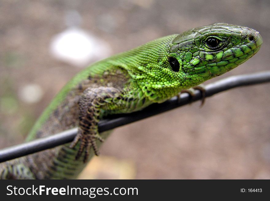 Green lizard's muzzle. Green lizard's muzzle