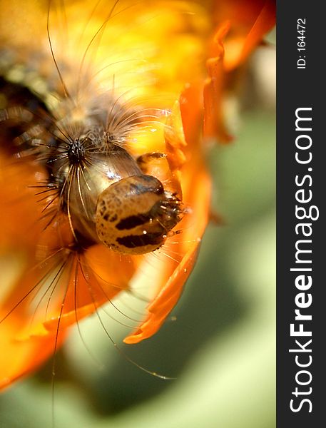 Here is a caterpillar on a yellow flower. Here is a caterpillar on a yellow flower.