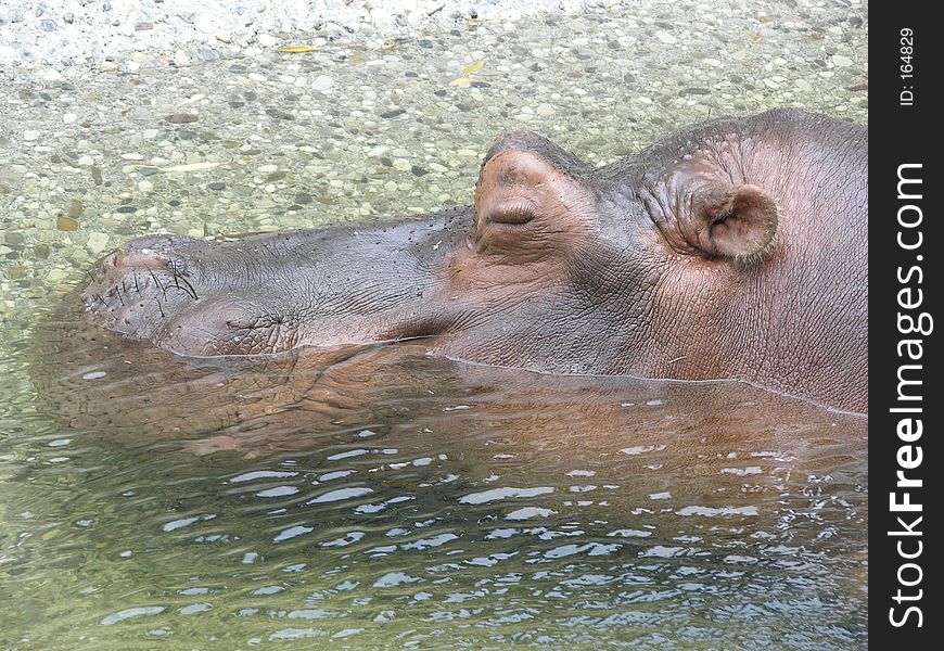 Good sleep hippo. A relaxing and smiling hippo. Good sleep hippo. A relaxing and smiling hippo