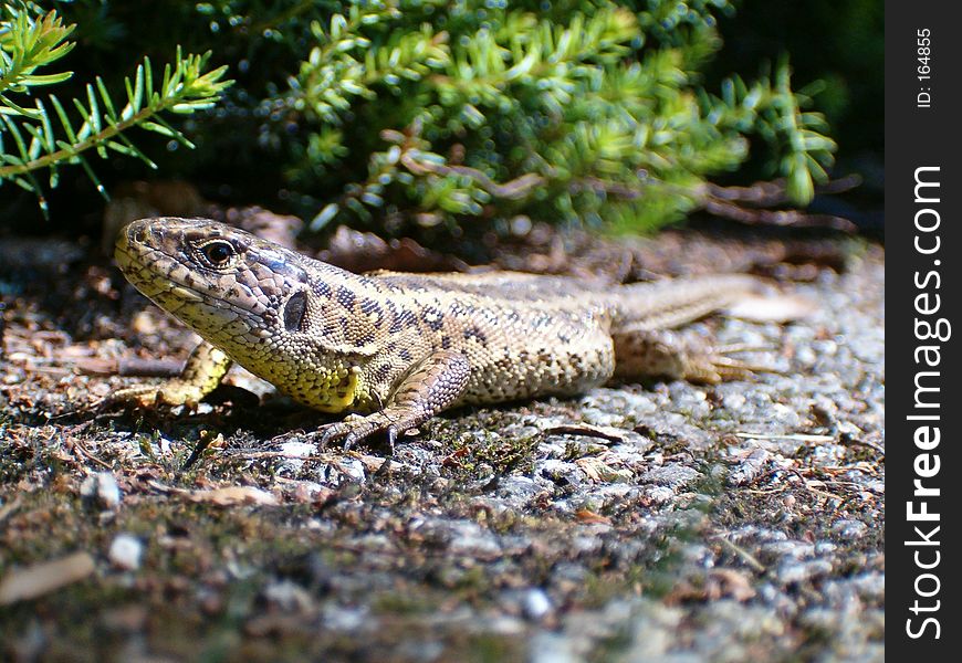 Lizard sunbathing in a cemetery garden. Lizard sunbathing in a cemetery garden