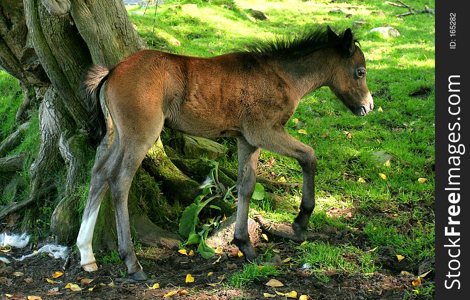 The Foal