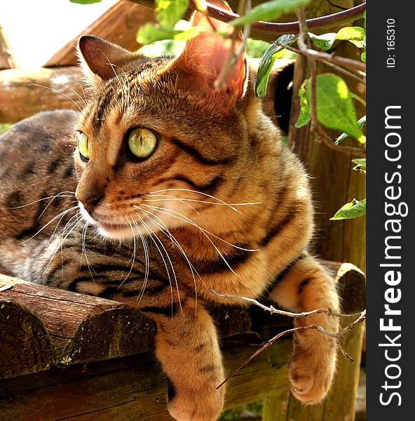 A Bengali special breed kitten relaxing on a log bench but with eyes on alert. A Bengali special breed kitten relaxing on a log bench but with eyes on alert.