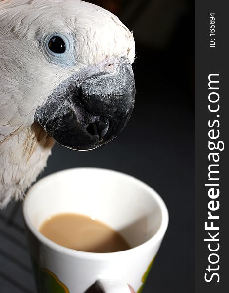 Parrot drinking coffee out of a mug