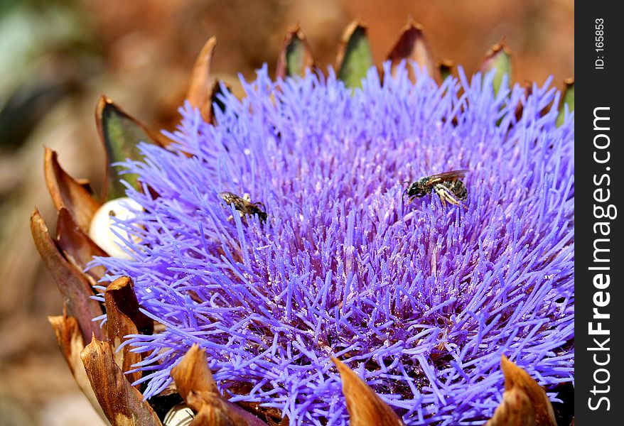 Insects sitting on a wild artichoke blossom. Insects sitting on a wild artichoke blossom