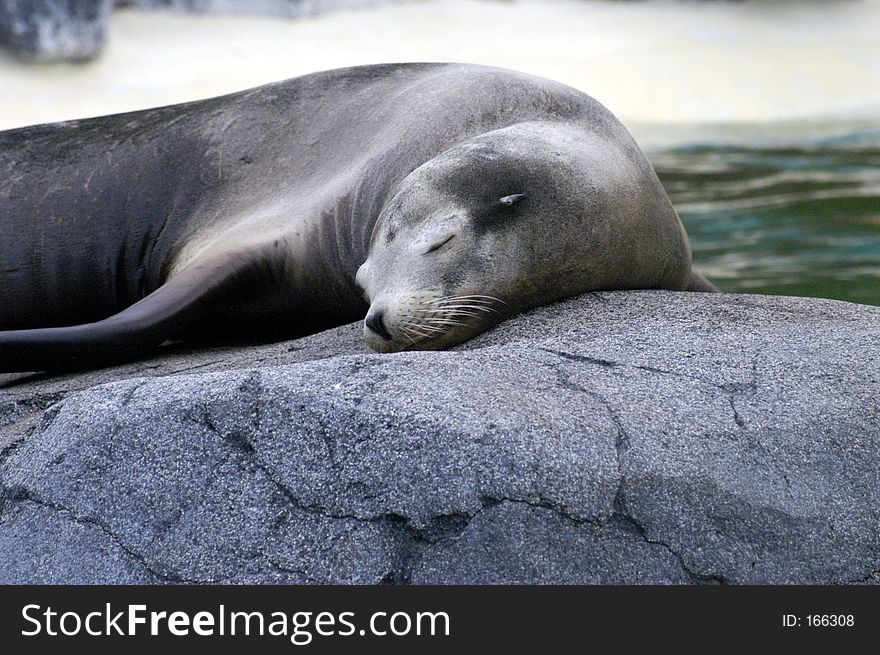 Seal is asleep on rock. Seal is asleep on rock