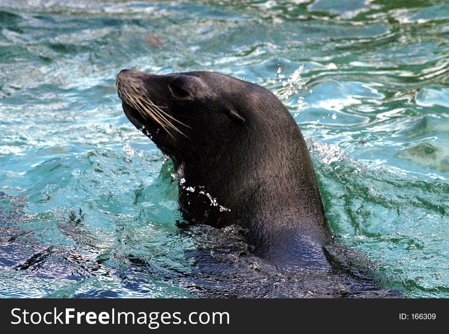 Seal swiming in captivity. Seal swiming in captivity