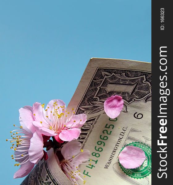 Cherry flowers and petals in a dollar bill cornet. Cherry flowers and petals in a dollar bill cornet