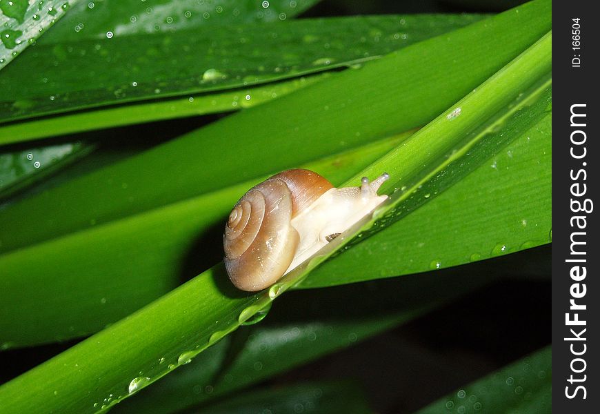 Photo of snail