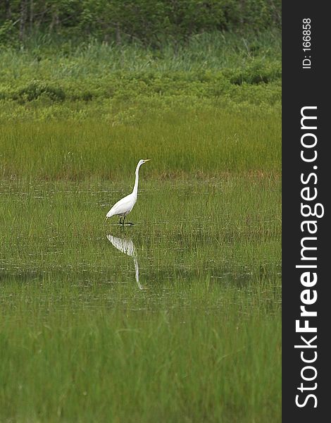 An egret in the salt marsh.