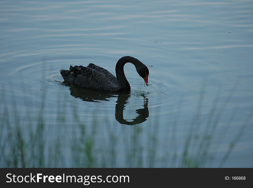 Black swan in the pond eating