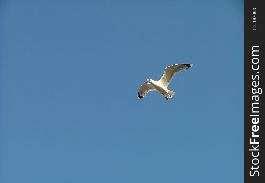 Seagull flying high