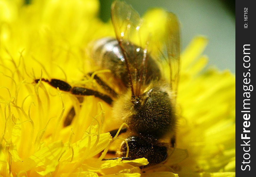 Bee at work. Bee at work.