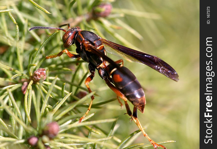 Wasp on Pine Needles
