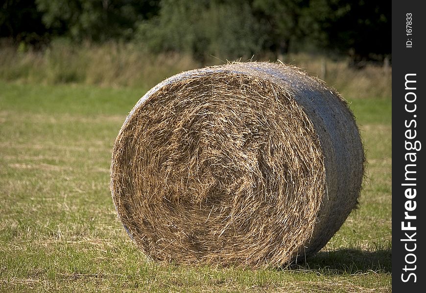 Hay bale in a field close up. Hay bale in a field close up