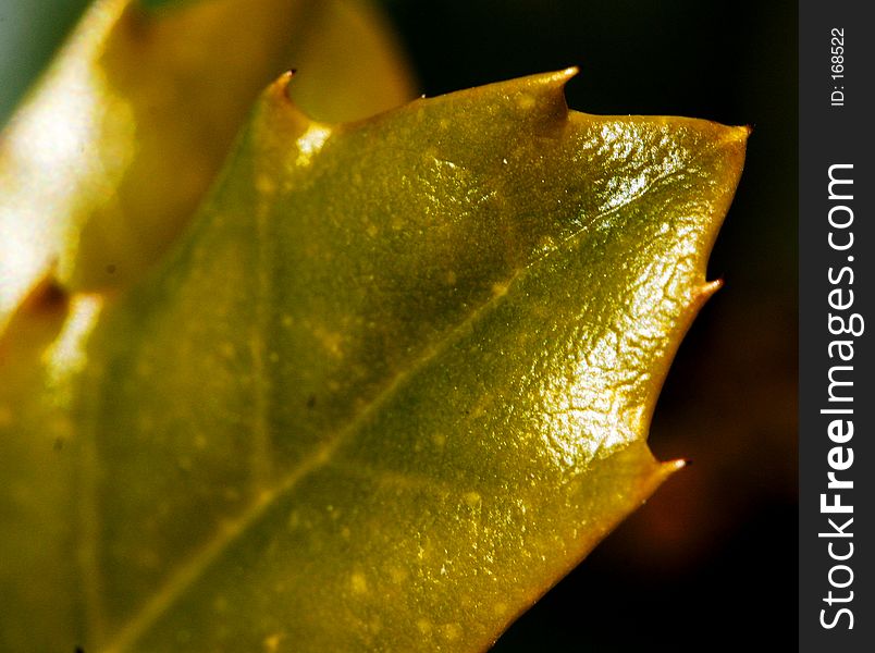 Shiny Spiky Leaf Detail. Shiny Spiky Leaf Detail