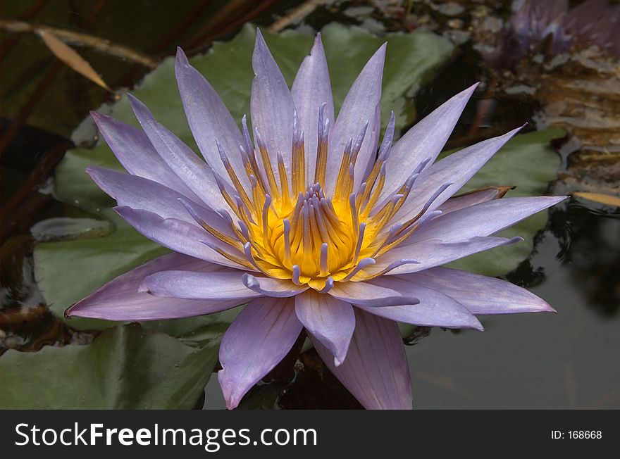 Purple waterlily on a pond. Purple waterlily on a pond