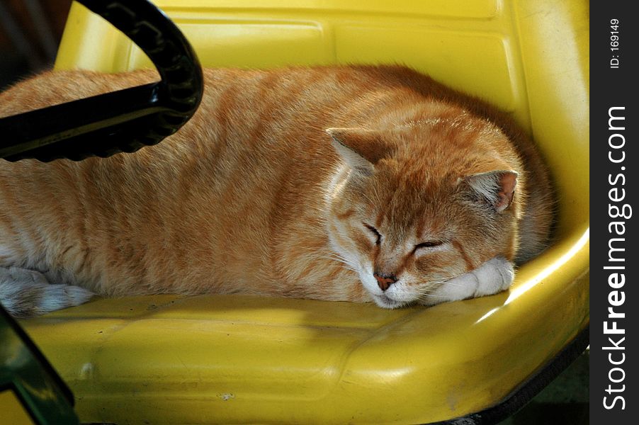 Ginger cat sleeping on the driver's seat of a tractor. Ginger cat sleeping on the driver's seat of a tractor