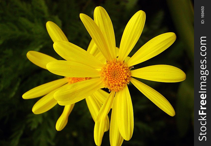 OLYMPUS DIGITAL CAMERA A close-up of two bright, yellow daisies.