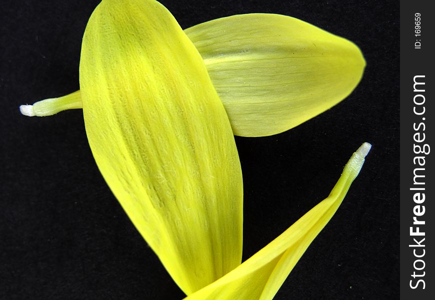 Yellow Wild Flower Petals 02