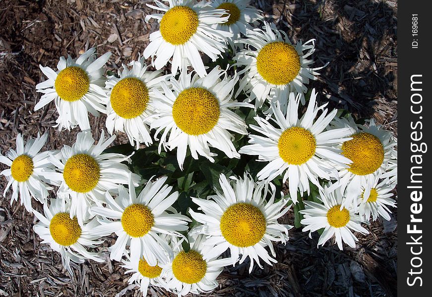 Cluster of white shastas in a loose design. Cluster of white shastas in a loose design