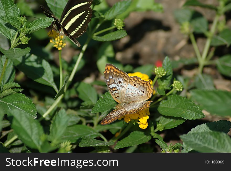 Pair of Butterflies