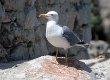 Sea Gull At Rock Stock Image