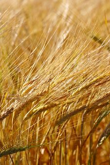 Corn Field Royalty Free Stock Images Corn Field Royalty Free Stock Images